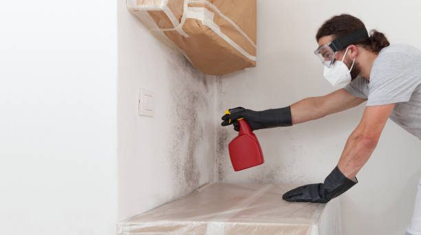 Professional Basement Mold Removal technician working in Lake Zurich, IL