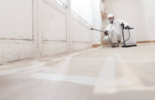 24/7 Emergency Basement Mold Removal experts in Lake Zurich, IL
