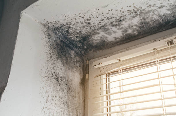 Affordable Basement Mold Removal solutions in Lake Zurich, IL